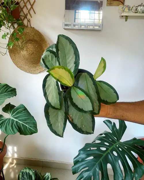 Picturata calathea plant holding hand
