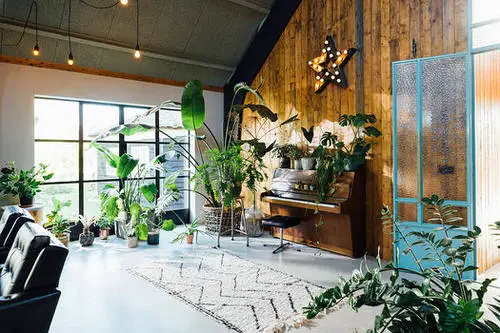 Indoor Plant Ideas