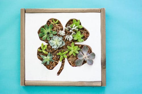Shamrock Succulent