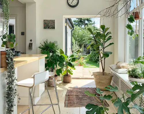 Indoor Plant Ideas