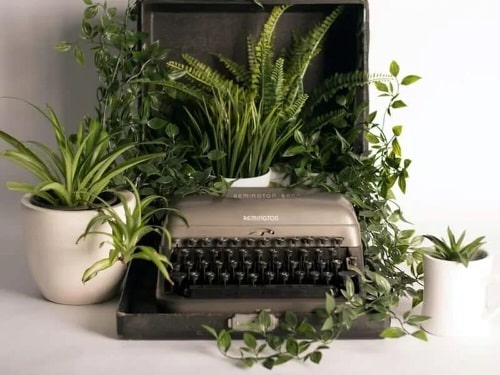 Awesome Spider Plant Ideas 