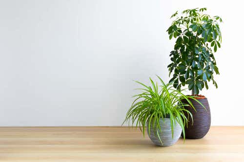 Awesome Spider Plant Pictures that Will Make You Its Super Fan 