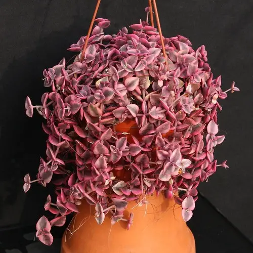 Cute & Romantic Indoor Plants