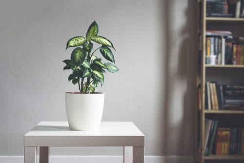 Plants that are Literally Oxygen Bombs
