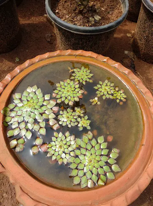 Water Plants for Mini Container Water Gardens