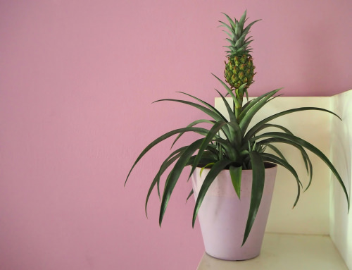 Kitchen plants