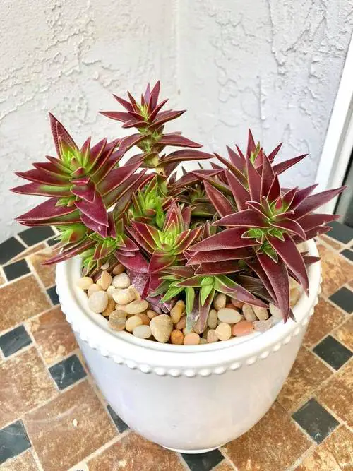 Beautiful Rose Color Houseplants
