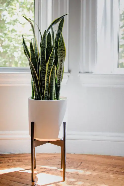 Houseplants You Can Get So Cheap
