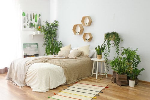 Awesome Indoor Plant 