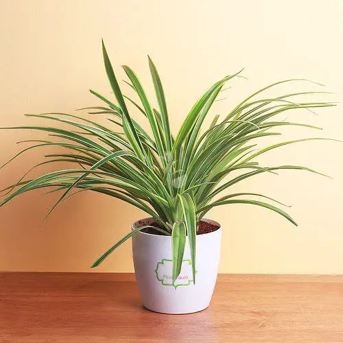 Awesome Spider Plant Ideas 