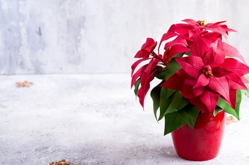Romantic Indoor Plants