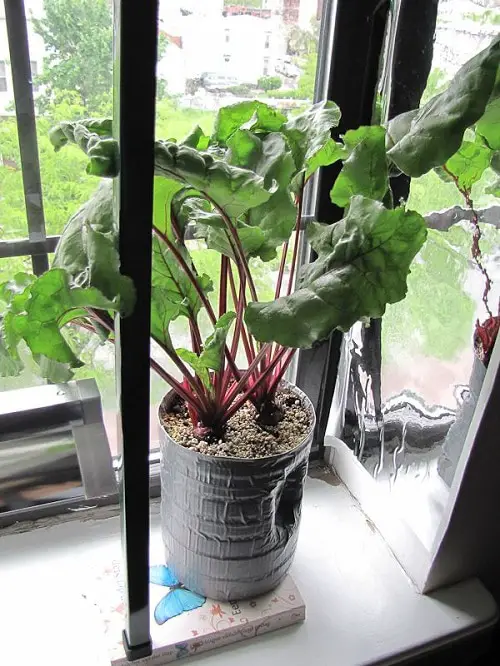 Kitchen plants