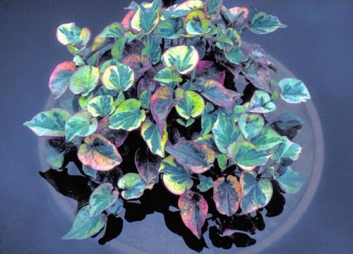 Small Water Plants for Mini Container Water Gardens 