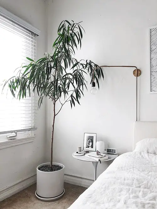 Tall Tree Like Houseplants You Should Grow