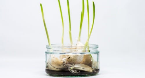 Plants that Repel Roaches 3