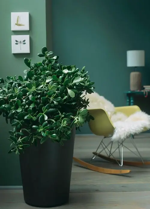 Plants that are Literally Oxygen Bombs

