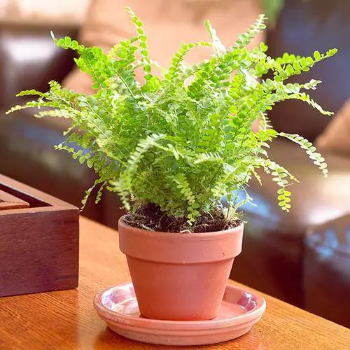 Most Exotic Ferns 3