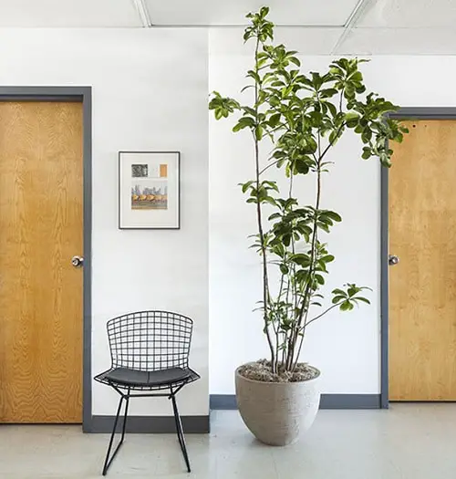 Tall Tree Like Houseplants You Should Grow