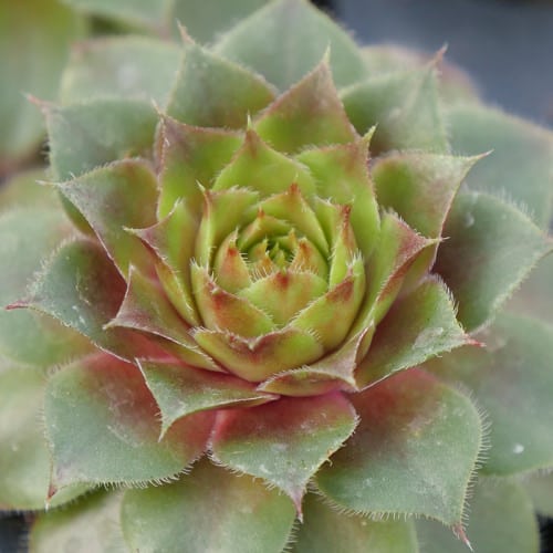 Succulents that Change Color 5