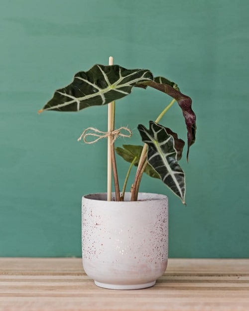 Indoor Plant Parenting Hacks 