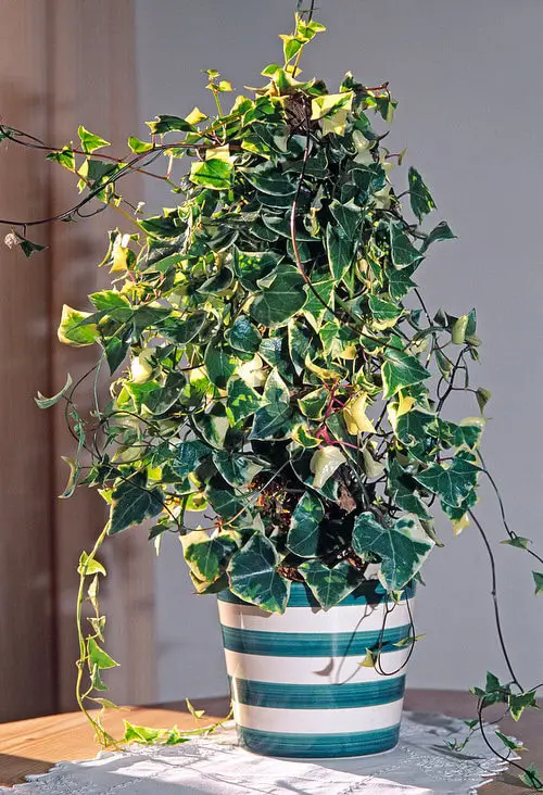 Best Climbing Houseplants
