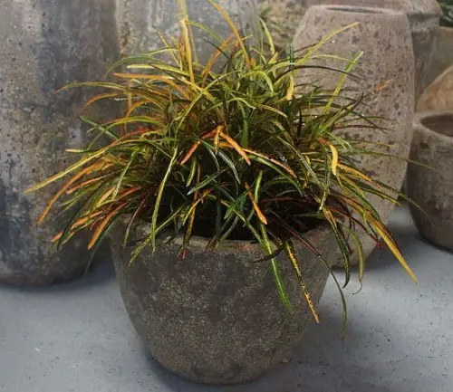 Unique Indoor Plants that Look Like Hair Strands 3