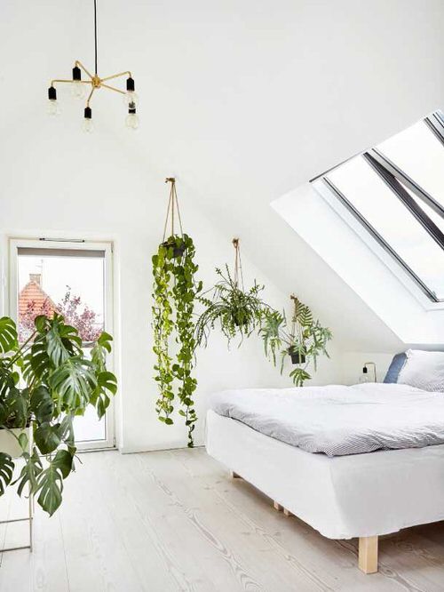 Stunning Attic Rooms with Plants Pictures