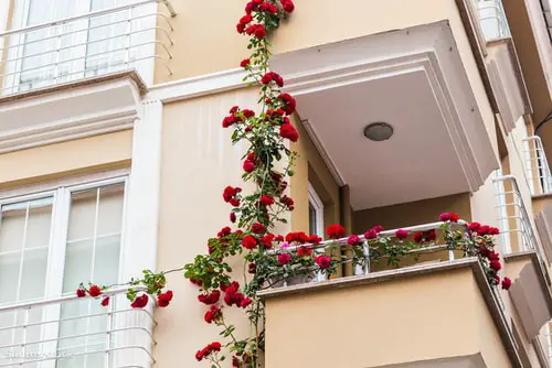 Climbing Red Roses