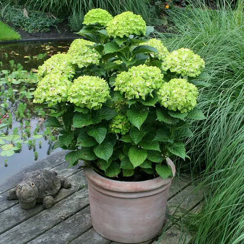 Awesome Pictures of Container Gardening with Hydrangeas
