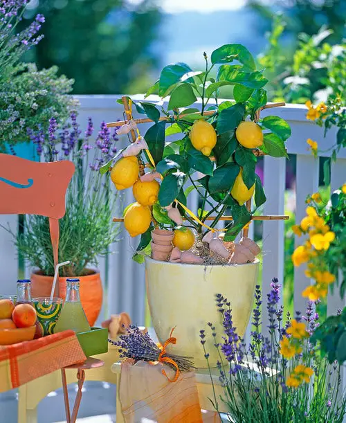 Your Balcony for Powerful Tea