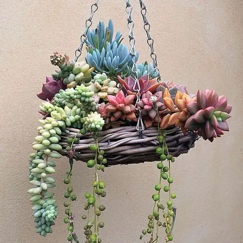 Colorful Succulents in Hanging Basket