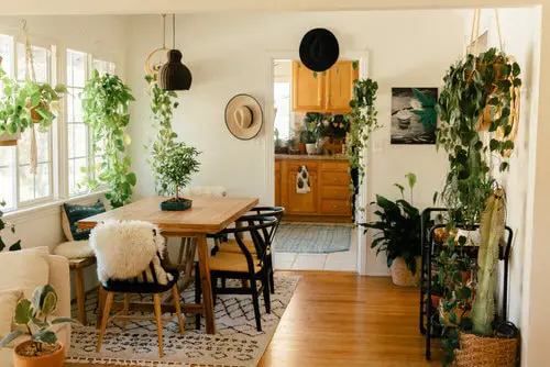 Indoor Plant Ideas