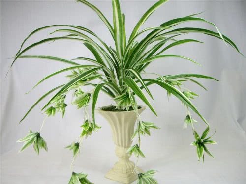 Awesome Spider Plant Ideas 