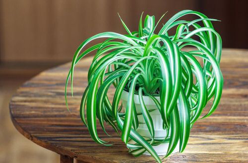 Awesome Spider Plant Pictures that Will Make You Its Super Fan 