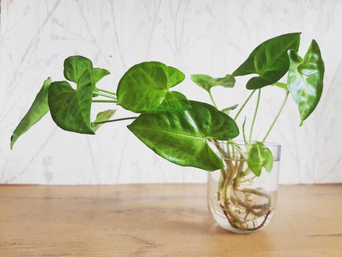 Grow Without Soil
