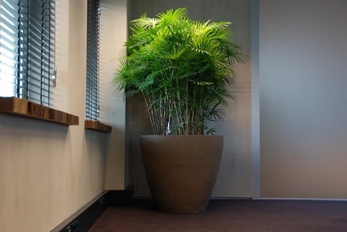 Plants that are Literally Oxygen Bombs
