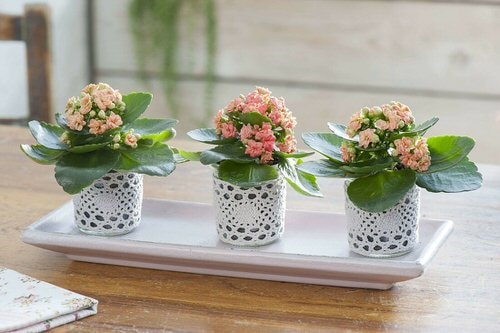 Romantic Indoor Plants