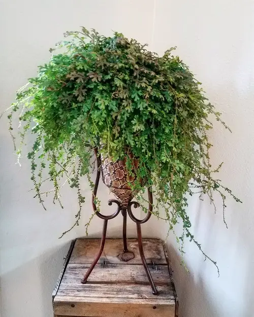 Plants with Fanciful Cut Foliage
