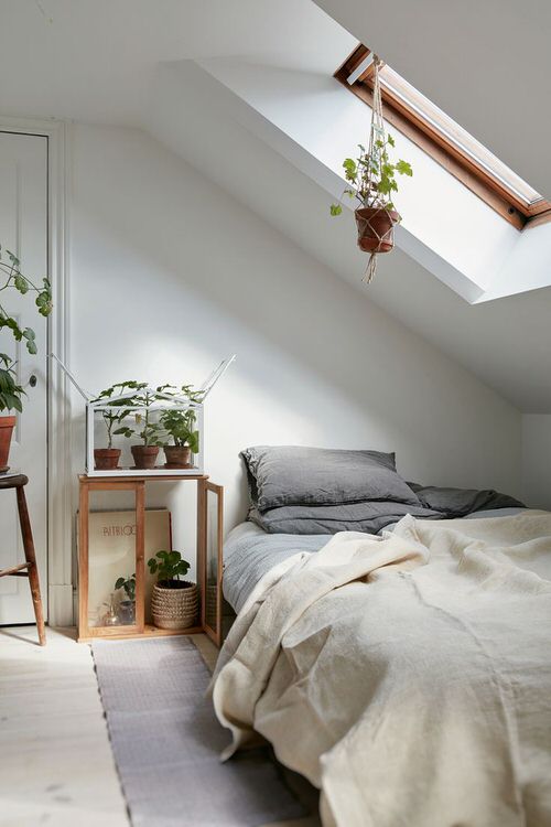 Attic Rooms with Plants Pictures