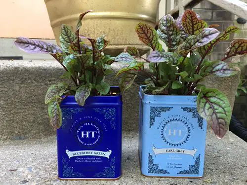 Old Tea Tins Turned Into Fabulous Indoor Plant Homes
