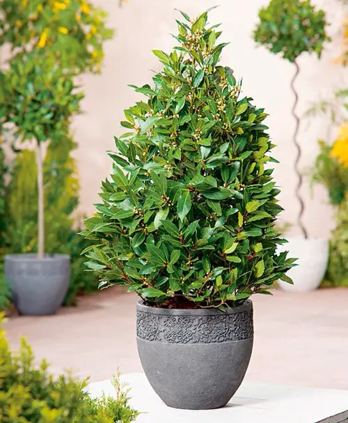 Plants that Repel Roaches 4