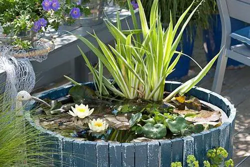 Small Water Plants for Mini Container Water Gardens 