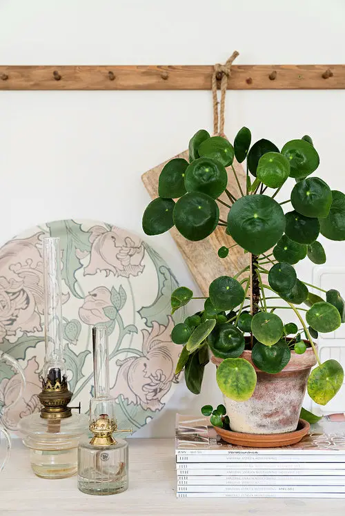 Houseplants You Can Get So Cheap