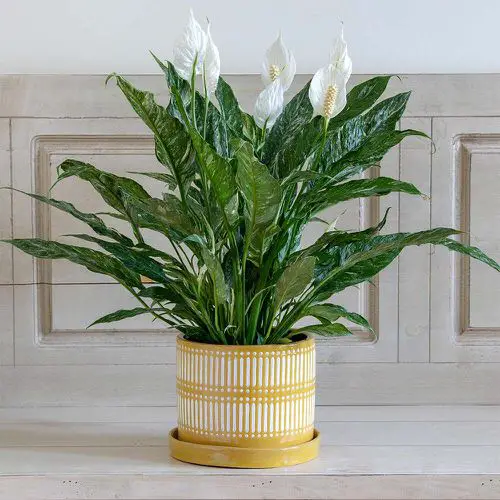 Types of Peace Lily 4