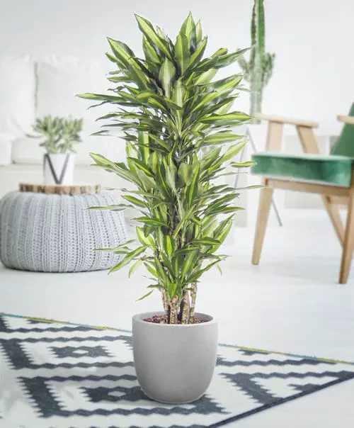 Plants that are Literally Oxygen Bombs
