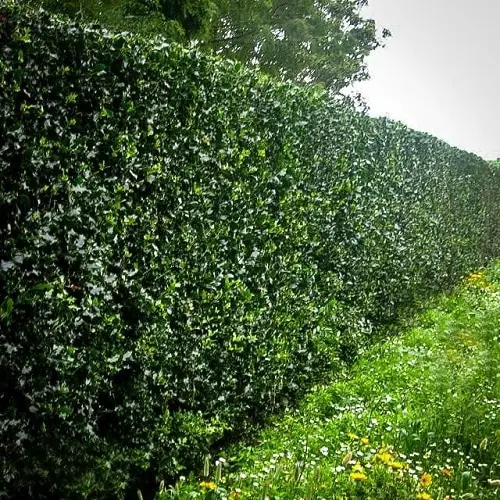 Plants You Can Grow Instead of a Fence for Privacy and Lush Green Look 4