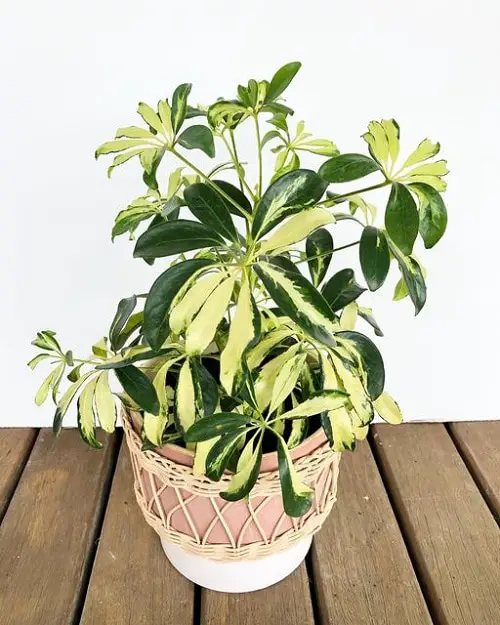 lovely Indoor Plants that Don't Need Water Before a Month