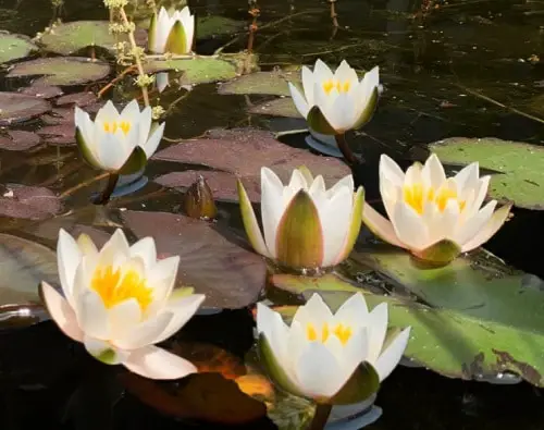 Miniature Water Lily Varieties 4