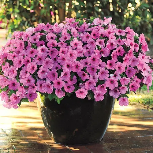 Pink Flowers for Garden 1