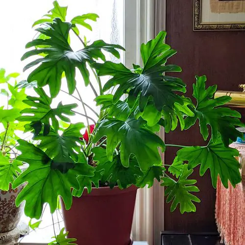 Philodendron selloum Indoor Plants with Fanciful Cut Foliage 